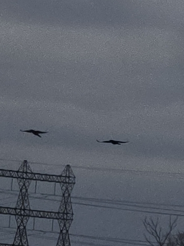 Common Raven observed by iqcreaturehero786