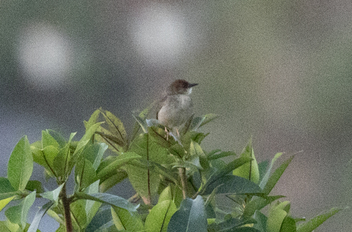 Chattering Cisticola (Cisticola anonymus), photo 7