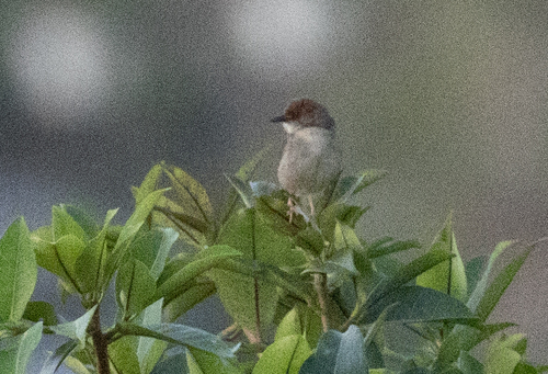 Chattering Cisticola (Cisticola anonymus), photo 8