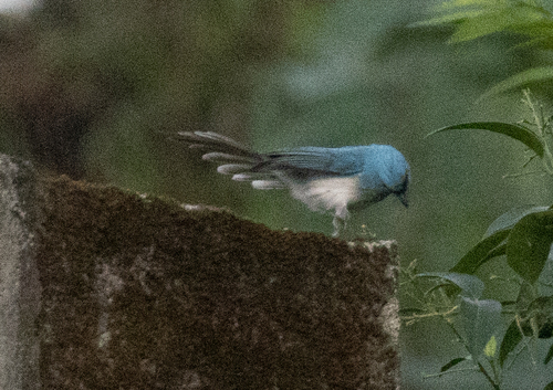 African Blue Flycatcher (Elminia longicauda), photo 9