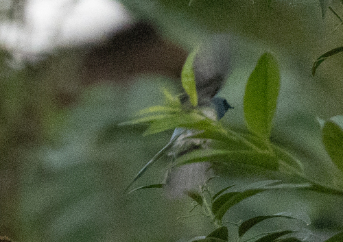 African Blue Flycatcher (Elminia longicauda), photo 10