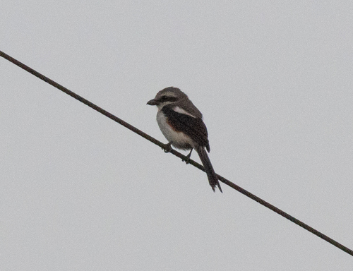 Mackinnon's Shrike (Lanius mackinnoni), photo 1