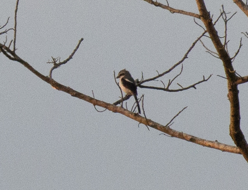 Mackinnon's Shrike (Lanius mackinnoni), photo 2