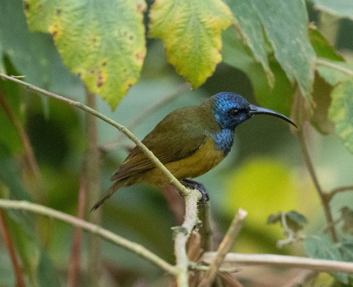 Cameroon Sunbird (Cyanomitra oritis), photo 7