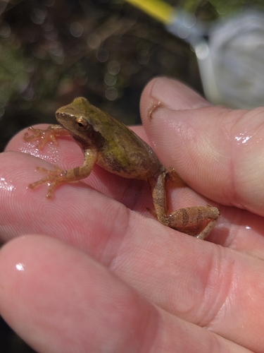 Spring Peeper observed by jparmelee