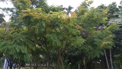 Cenostigma pluviosum