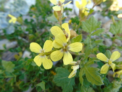 Enarthrocarpus arcuatus