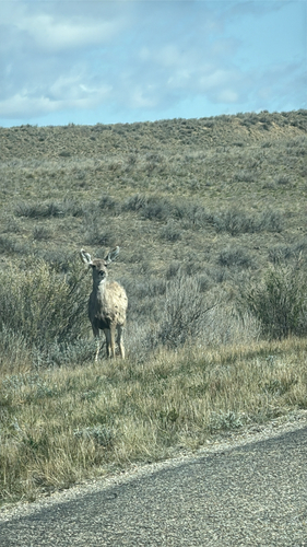 Mule Deer observed by kcollins08