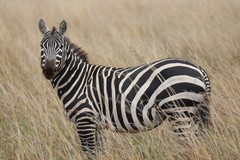 Equus quagga borensis