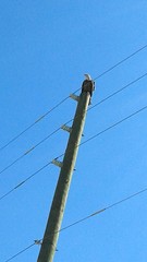 Haliaeetus leucocephalus leucocephalus