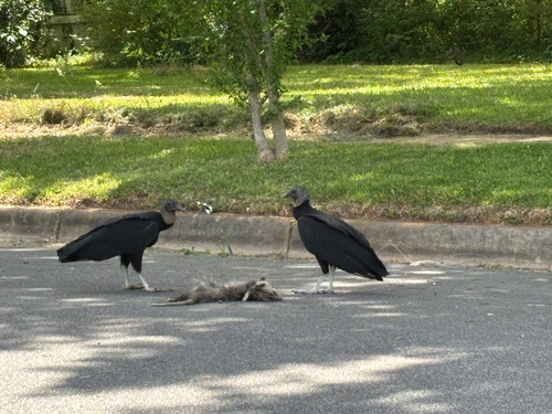 Black Vulture observed by muscogulus
