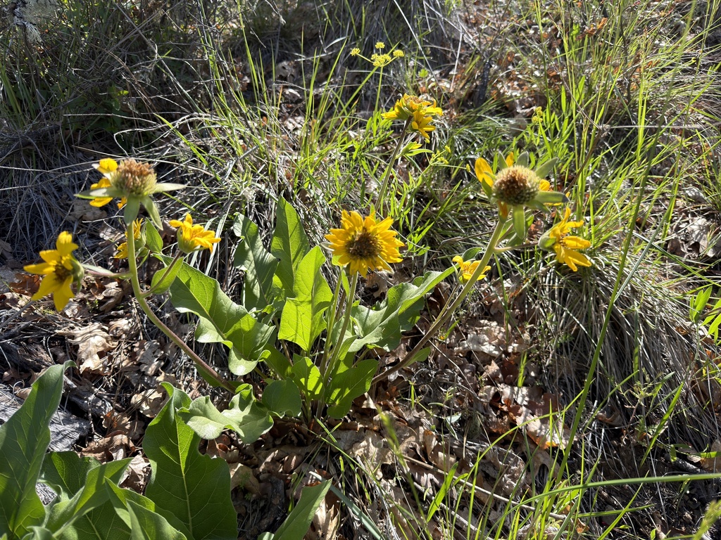 Balsamorhiza deltoidea; photograph (c) Dee Shea Himes, some rights reserved (CC BY)