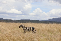 Equus quagga borensis