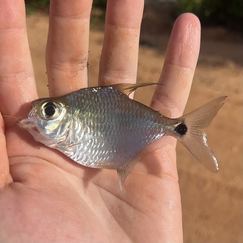 Silver tetra (Tetragonopterus chalceus) — Characidae — 2