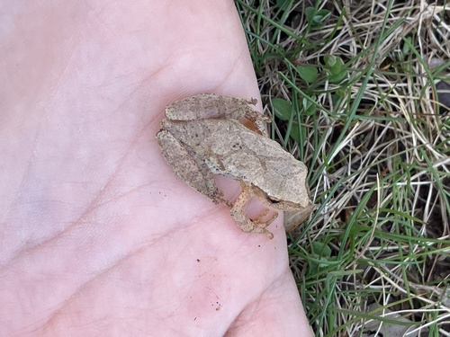 Spring Peeper observed by slgaidos