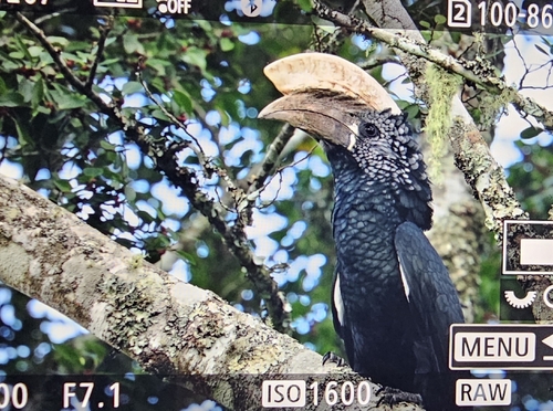 Silvery-cheeked Hornbill