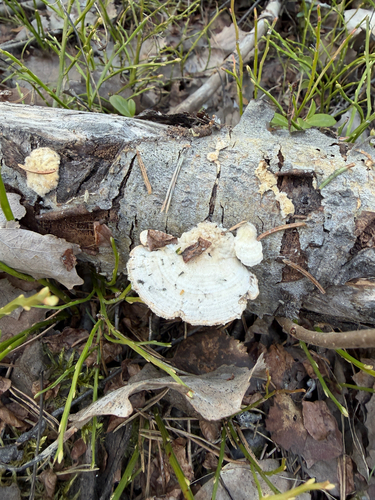 Gilled Polypore
