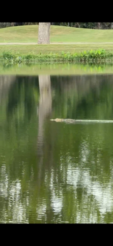 American Alligator observed by cynthia_kong