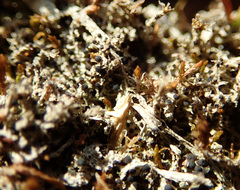 Bilimbia sabuletorum