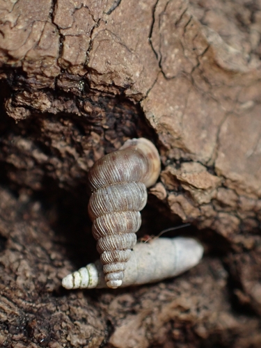 Cochlostoma septemspirale