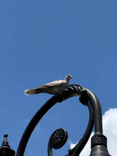 Eurasian Collared-Dove observed by kinnor