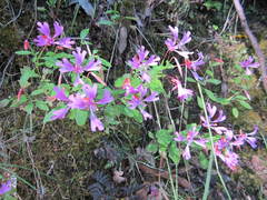 Clarkia concinna