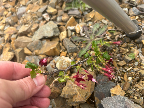 Ribes lobbii, photograph 5