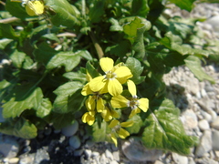 Enarthrocarpus arcuatus