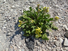 Enarthrocarpus arcuatus
