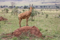 Alcelaphus buselaphus lelwel