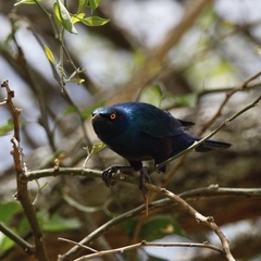 Lamprotornis chalcurus
