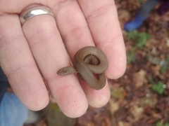 Virginia valeriae elegans