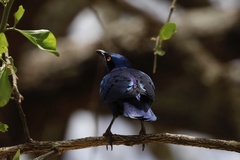 Lamprotornis chalcurus