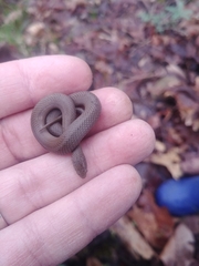 Virginia valeriae elegans