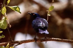Lamprotornis chalcurus