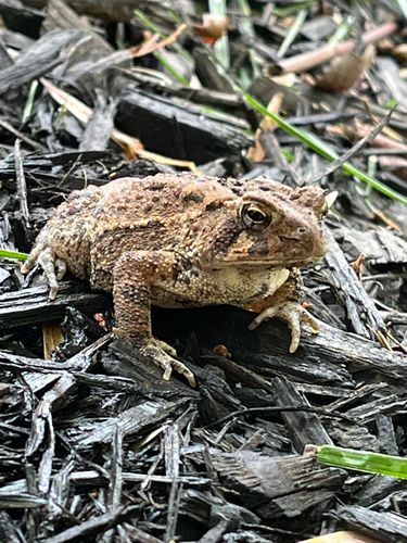 American Toad observed by eliasthecrabguy