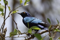 Lamprotornis chalcurus