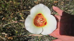 Calochortus vestae