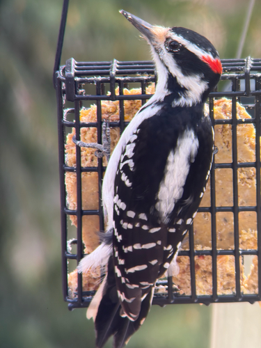 pic chevelu observed by marcolivierbeausoleil