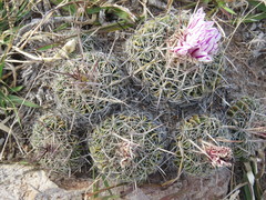 Echinofossulocactus zacatecasensis