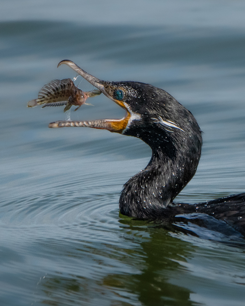 Neotropic cormorant swimming with a fish in its open bill