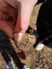 Rumex spinosus
