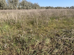 Cardamine penduliflora