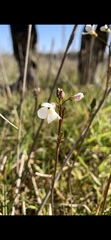 Cardamine penduliflora