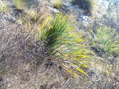 Dasylirion berlandieri