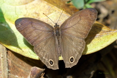 Euptychoides laccine