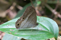 Euptychoides laccine