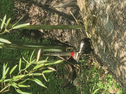Pileated Woodpecker observed by rewicks