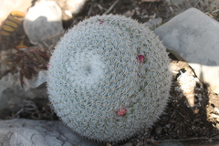Mammillaria haageana conspicua