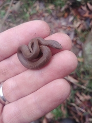 Virginia valeriae elegans